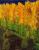 Herbst von Barbara Mller